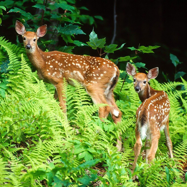 野生梅花鹿观赏园